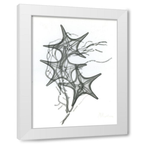 Starfish F134 White Modern Wood Framed Art Print by Koetsier, Albert