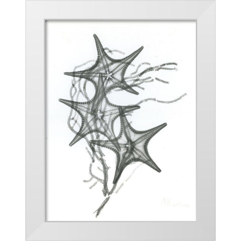 Starfish F134 White Modern Wood Framed Art Print by Koetsier, Albert