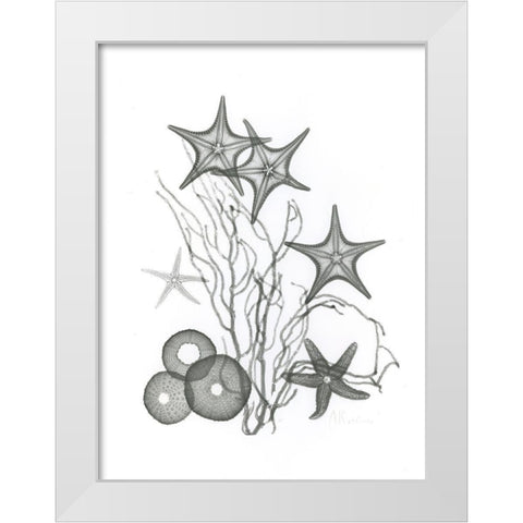 Starfish White Modern Wood Framed Art Print by Koetsier, Albert