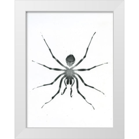 Our Friendly Tarantula White Modern Wood Framed Art Print by Koetsier, Albert