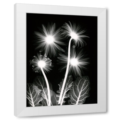 Shinning Florals White Modern Wood Framed Art Print by Koetsier, Albert