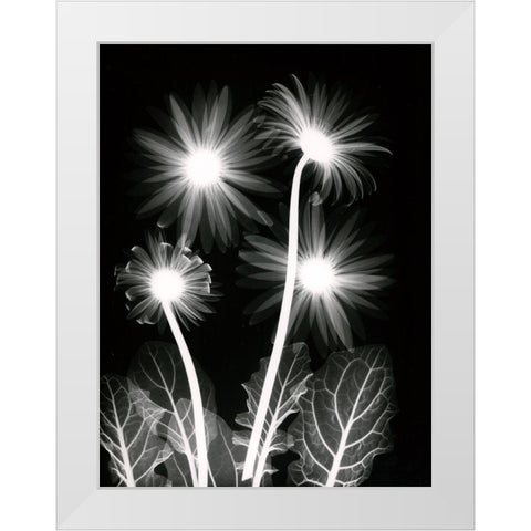 Shinning Florals White Modern Wood Framed Art Print by Koetsier, Albert