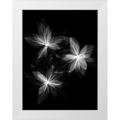 Spring Trio White Modern Wood Framed Art Print by Koetsier, Albert