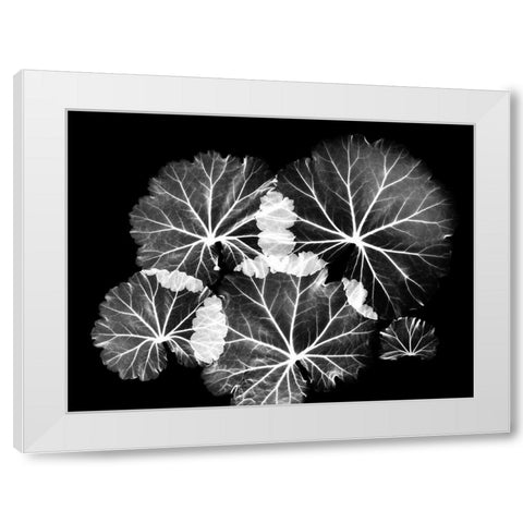 Blooming Celebration 1 White Modern Wood Framed Art Print by Koetsier, Albert