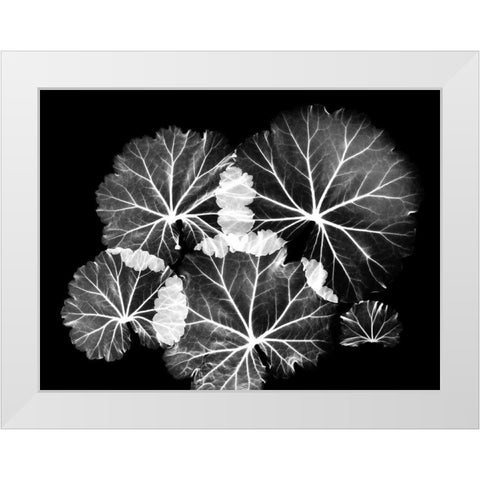 Blooming Celebration 1 White Modern Wood Framed Art Print by Koetsier, Albert