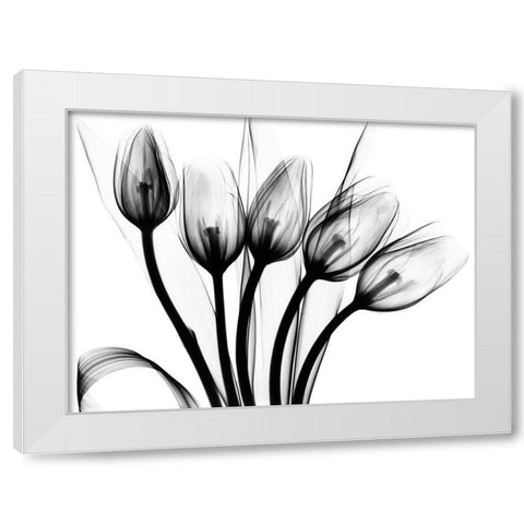 Marching Tulips White Modern Wood Framed Art Print by Koetsier, Albert