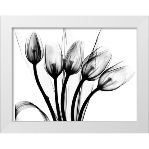 Marching Tulips White Modern Wood Framed Art Print by Koetsier, Albert