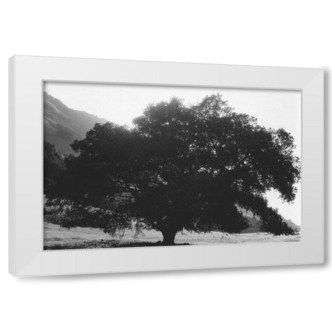 Bush Breeze White Modern Wood Framed Art Print by Koetsier, Albert