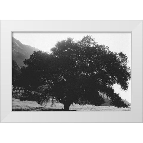 Bush Breeze White Modern Wood Framed Art Print by Koetsier, Albert