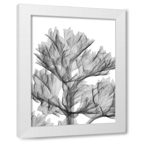 Romaine Delight White Modern Wood Framed Art Print by Koetsier, Albert