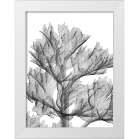 Romaine Delight White Modern Wood Framed Art Print by Koetsier, Albert