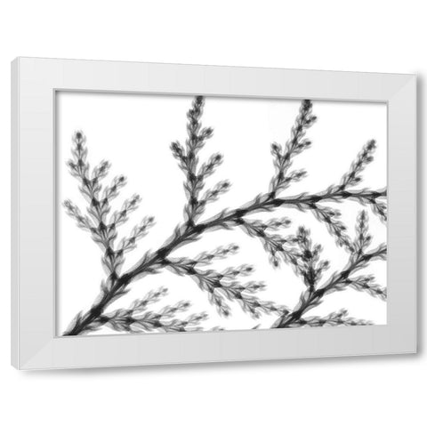 Natural Reach White Modern Wood Framed Art Print by Koetsier, Albert