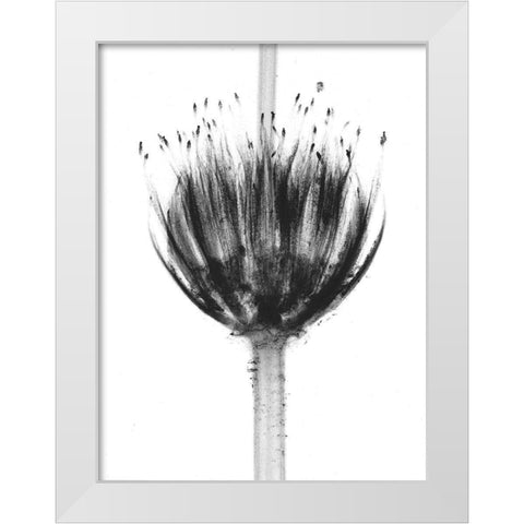 Botanical Crown White Modern Wood Framed Art Print by Koetsier, Albert