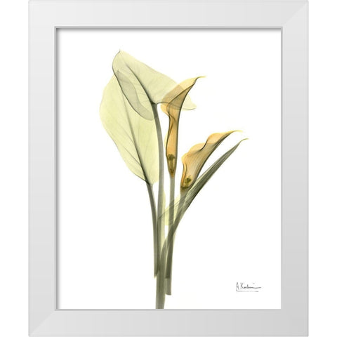 Orange Flowers Calla Lily White Modern Wood Framed Art Print by Koetsier, Albert