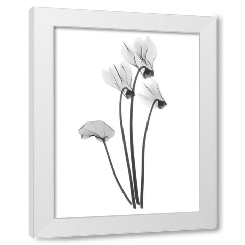 Cyclamen White Modern Wood Framed Art Print by Koetsier, Albert