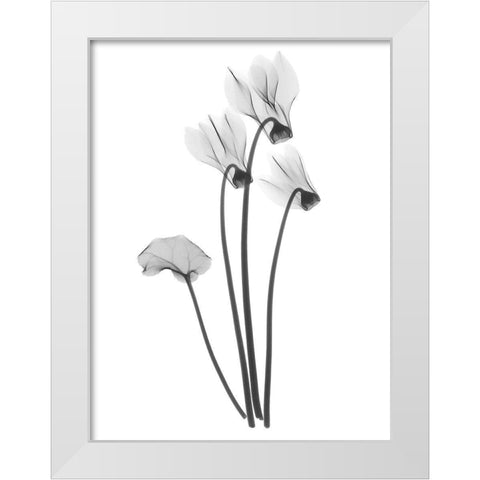 Cyclamen White Modern Wood Framed Art Print by Koetsier, Albert