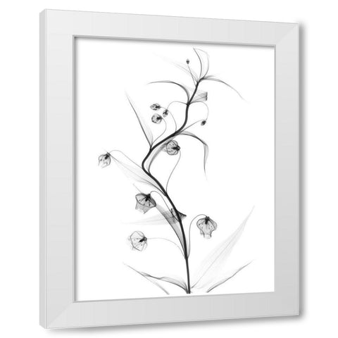 White Globe Lily White Modern Wood Framed Art Print by Koetsier, Albert