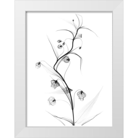 White Globe Lily White Modern Wood Framed Art Print by Koetsier, Albert