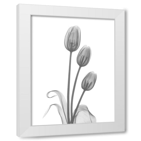 Tulip White Modern Wood Framed Art Print by Koetsier, Albert