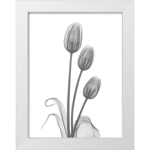 Tulip White Modern Wood Framed Art Print by Koetsier, Albert