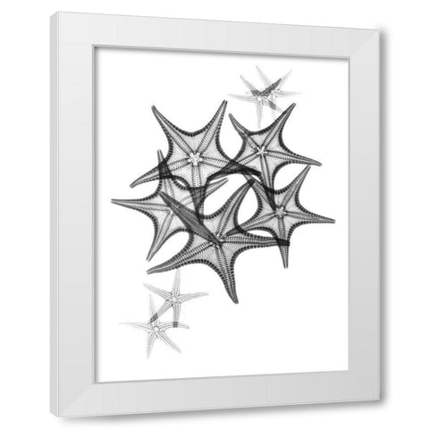 Starfish White Modern Wood Framed Art Print by Koetsier, Albert