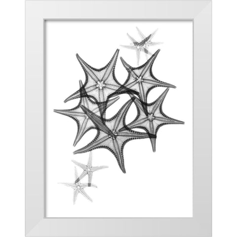Starfish White Modern Wood Framed Art Print by Koetsier, Albert