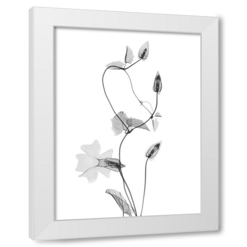 Disticta White Modern Wood Framed Art Print by Koetsier, Albert