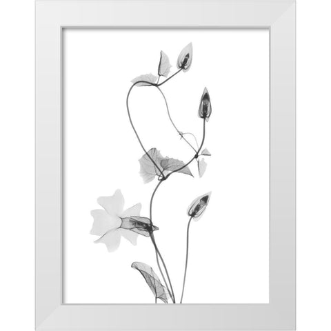 Disticta White Modern Wood Framed Art Print by Koetsier, Albert