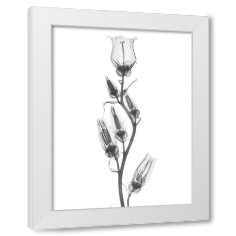 Canterbury Bell White Modern Wood Framed Art Print by Koetsier, Albert