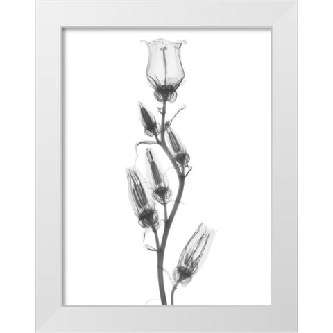 Canterbury Bell White Modern Wood Framed Art Print by Koetsier, Albert