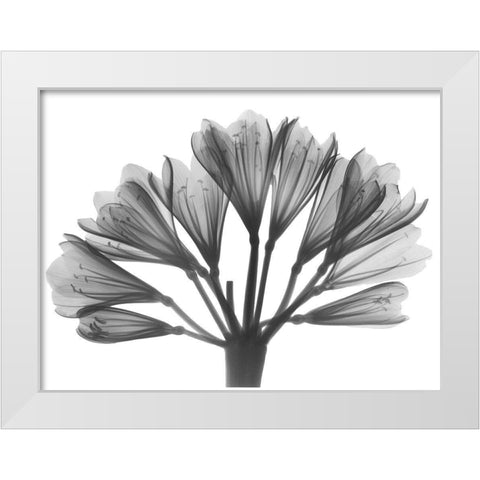 Lily Of The Nile White Modern Wood Framed Art Print by Koetsier, Albert