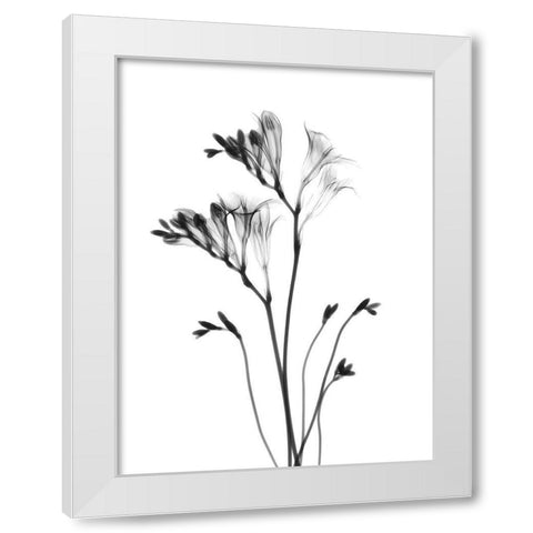 Freesia White Modern Wood Framed Art Print by Koetsier, Albert