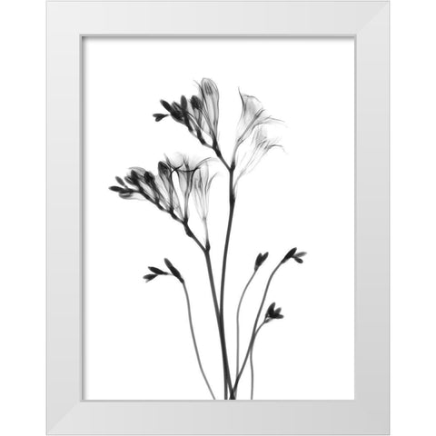 Freesia White Modern Wood Framed Art Print by Koetsier, Albert