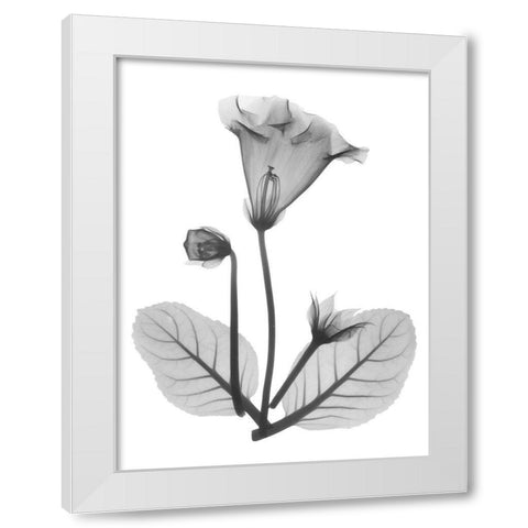 Gloxinia White Modern Wood Framed Art Print by Koetsier, Albert