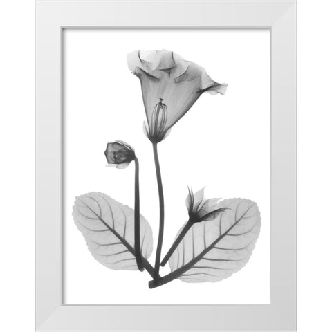 Gloxinia White Modern Wood Framed Art Print by Koetsier, Albert