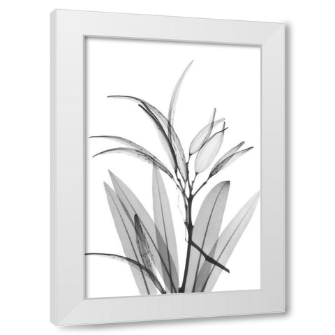 Oleander White Seed Pod White Modern Wood Framed Art Print by Koetsier, Albert