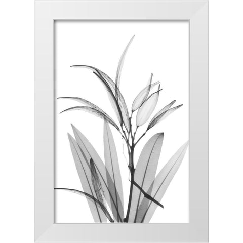 Oleander White Seed Pod White Modern Wood Framed Art Print by Koetsier, Albert