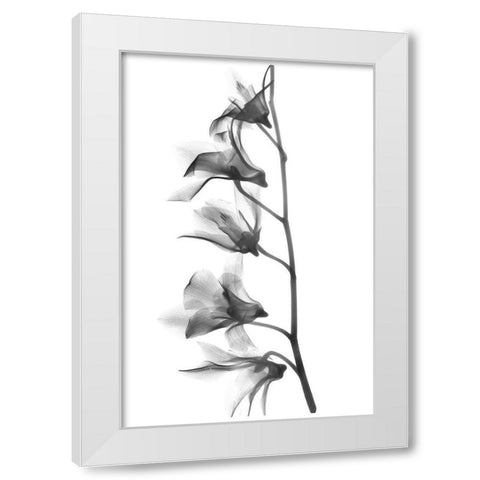 Orchid White Modern Wood Framed Art Print by Koetsier, Albert