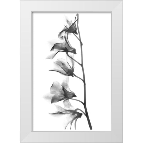 Orchid White Modern Wood Framed Art Print by Koetsier, Albert