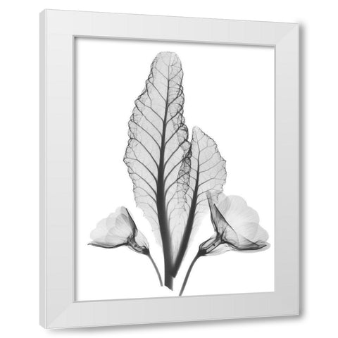 Prinula White Modern Wood Framed Art Print by Koetsier, Albert