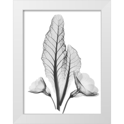 Prinula White Modern Wood Framed Art Print by Koetsier, Albert