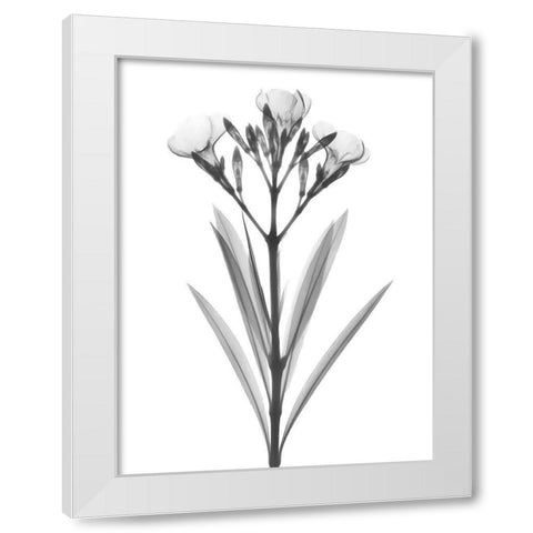 Oleander White Modern Wood Framed Art Print by Koetsier, Albert