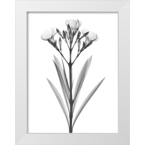 Oleander White Modern Wood Framed Art Print by Koetsier, Albert