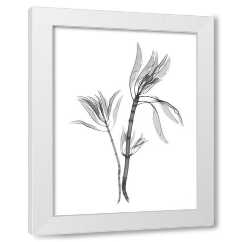 Leucadendron White Modern Wood Framed Art Print by Koetsier, Albert