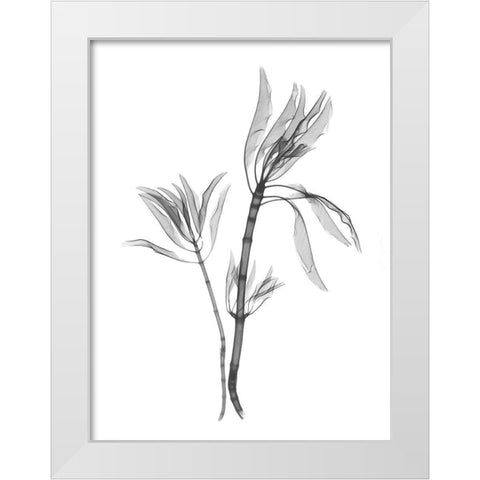 Leucadendron White Modern Wood Framed Art Print by Koetsier, Albert