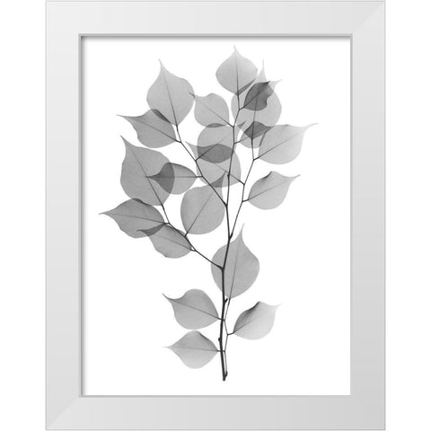 Myrtle Tree L182 White Modern Wood Framed Art Print by Koetsier, Albert