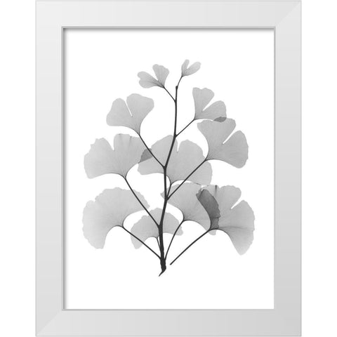 Ginko White Modern Wood Framed Art Print by Koetsier, Albert