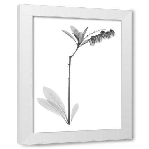 Lily Of The Vally Bush H07 White Modern Wood Framed Art Print by Koetsier, Albert