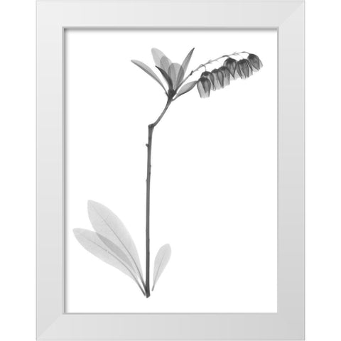 Lily Of The Vally Bush H07 White Modern Wood Framed Art Print by Koetsier, Albert