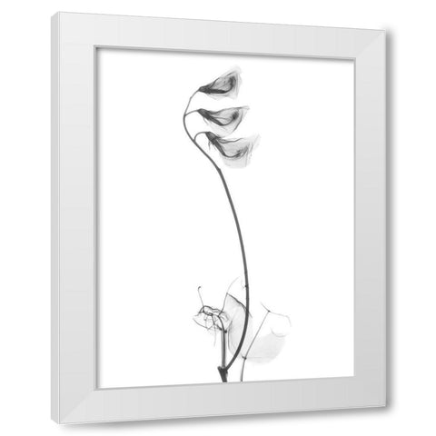 Pea H48 White Modern Wood Framed Art Print by Koetsier, Albert